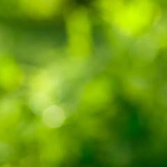 Image showing abstract green background with natural bokeh