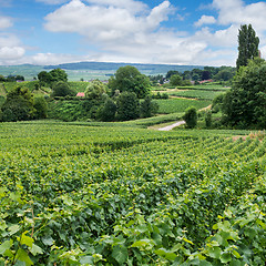 Image showing Vineyard landscape, Montagne de Reims, France