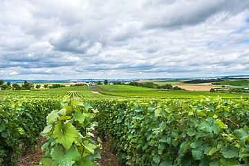 Image showing Vineyard landscape, Montagne de Reims, France