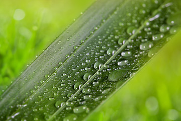 Image showing green leaf with water drops on natural sunny background