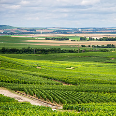 Image showing Vineyard landscape, Montagne de Reims, France