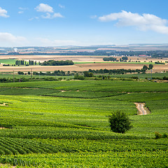 Image showing Vineyard landscape, Montagne de Reims, France