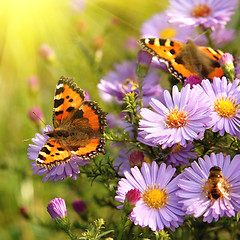 Image showing butterfly on flowers