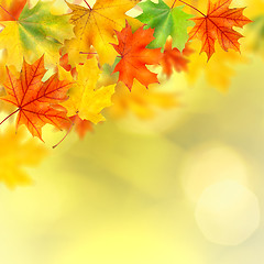 Image showing backround with autumn leaves