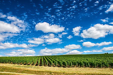 Image showing Vineyard landscape, Montagne de Reims, France