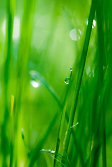 Image showing drop on grass and green background with natural bokeh, soft focu