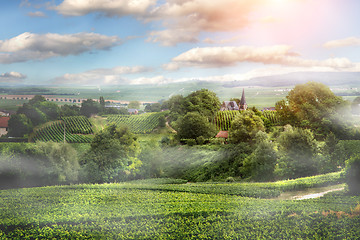 Image showing Sunrise on vineyard , Montagne de Reims, France