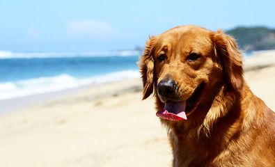 Image showing Dog on the beach