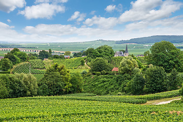 Image showing Vineyard landscape, Montagne de Reims, France