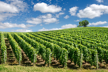 Image showing Vineyard landscape, Montagne de Reims, France