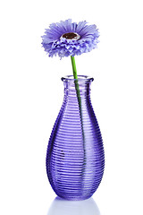 Image showing Blue flower in vase isolated on white