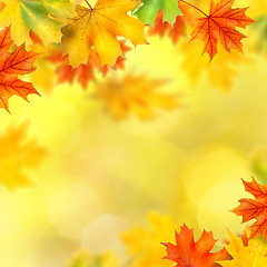 Image showing backround with autumn leaves