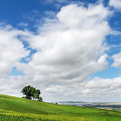 Image showing Lonely tree on vineyard landscape