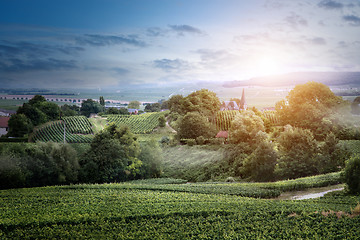 Image showing Sunrise on vineyard , Montagne de Reims, France