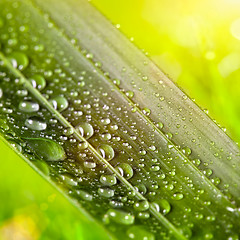 Image showing green leaf with water drops on natural sunny background