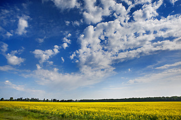 Image showing sunflower field over blue sky