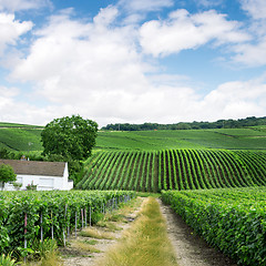 Image showing Vineyard landscape, Montagne de Reims, France