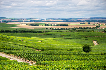 Image showing Vineyard landscape, Montagne de Reims, France