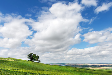 Image showing Summer landscape, Montagne de Reims, France