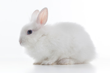 Image showing White rabbit isolated on white background