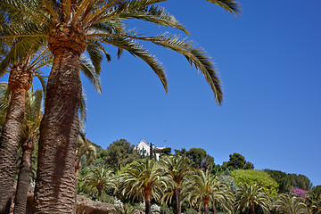 Image showing Green palm tree in Park Guell, Barcelona, Spain