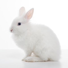 Image showing White rabbit isolated on white background