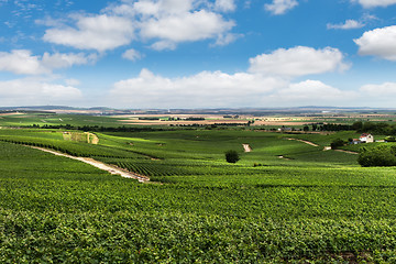 Image showing Vineyard landscape, Montagne de Reims, France