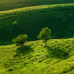 Image showing Green meadow and trees