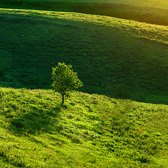 Image showing Green meadow and tree