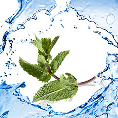 Image showing green mint with water splash isolated on white