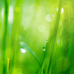 Image showing drop on grass and green background with natural bokeh, soft focu