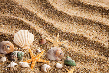 Image showing Sea shells on the sand