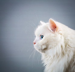 Image showing white cat