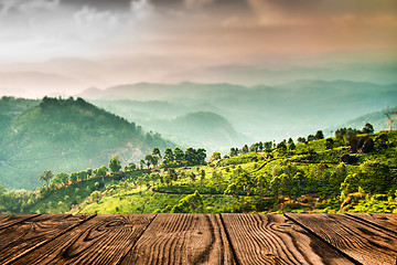 Image showing Tea plantations in India (tilt shift lens)