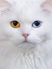 Image showing varicoloured eyes white cat