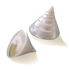 Image showing Seashells