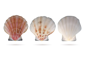 Image showing Scallop seashells