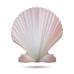 Image showing Scallop seashell