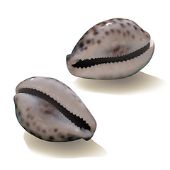 Image showing Seashells