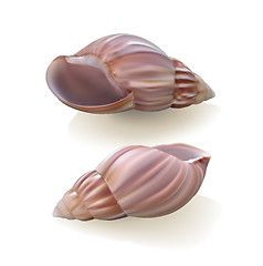 Image showing Seashells