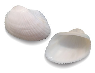 Image showing Seashells