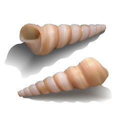 Image showing Seashells