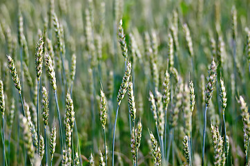 Image showing Ears of wheat green on the field