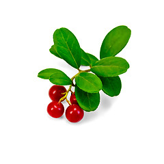 Image showing Lingonberry with leaves