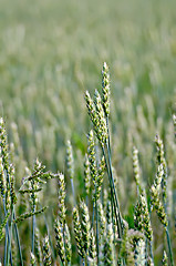 Image showing Ears of wheat green