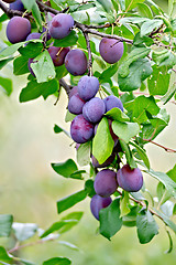 Image showing Plums purple on a branch