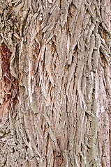 Image showing Bark old willow