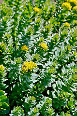 Image showing Rhodiola rosea is blooming