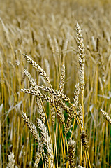 Image showing Spikelets of wheat on the field