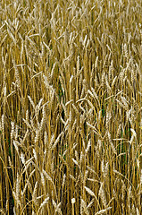 Image showing Wheat golden field
